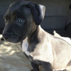 Meet your Posher, Olga